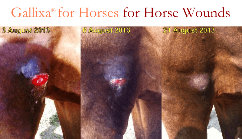 Horse Wound Photos